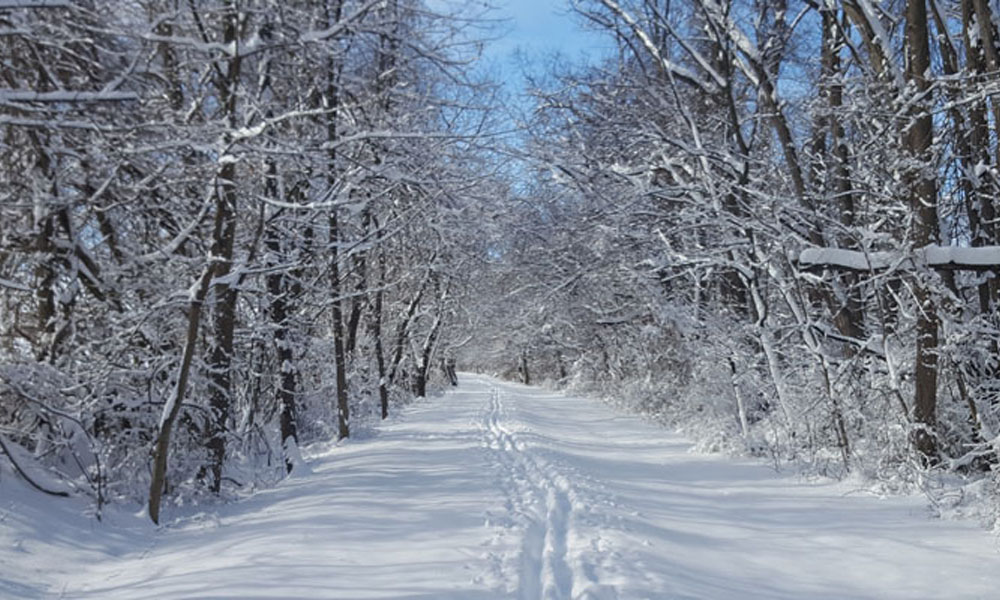 Winter On The Trail